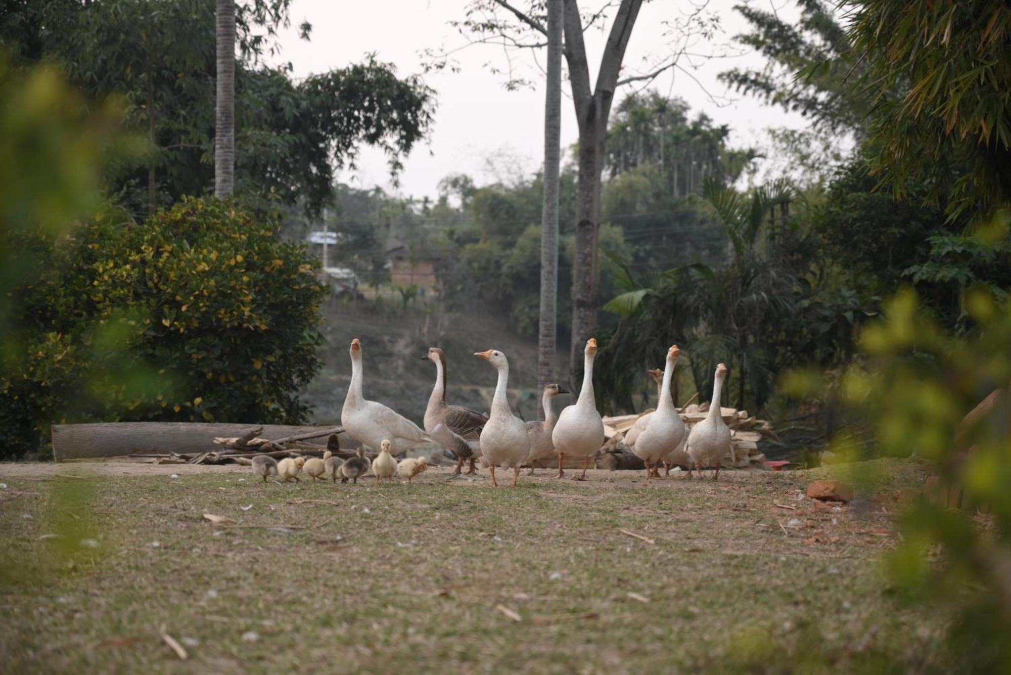 Landmark Woods Hotel Kaziranga Ngoại thất bức ảnh